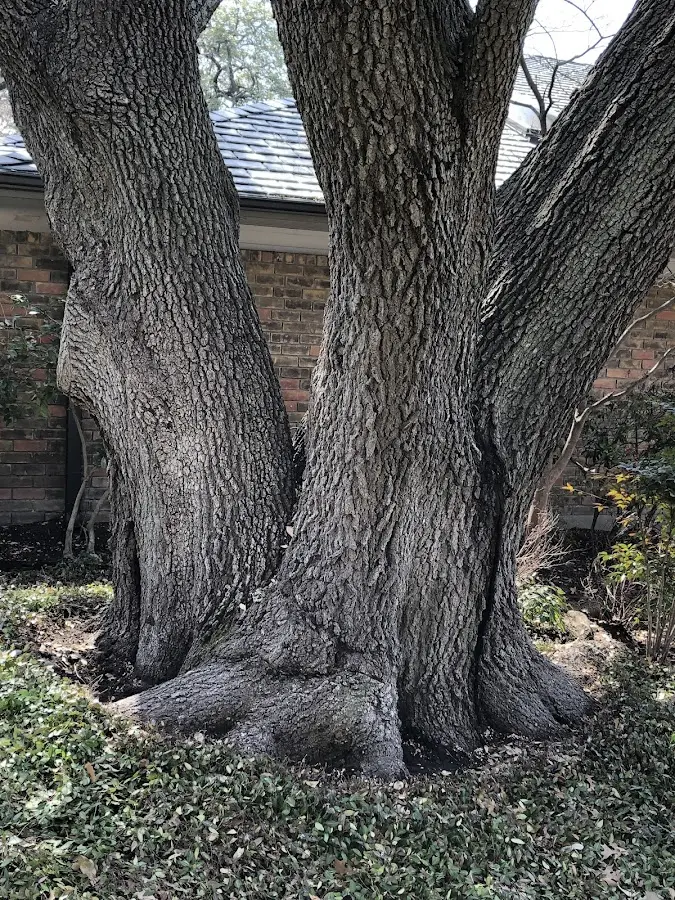 Mature heritage tree close to a Canajoharie property cared for by certified arborists